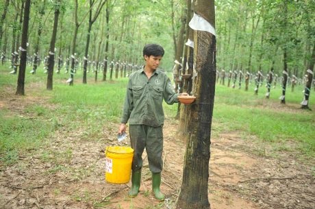 Cao su Đồng Nai đề ra chiến lược phát triển đồng bộ khi cổ phần hóa